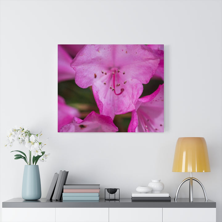 Soft Pinks - Canvas