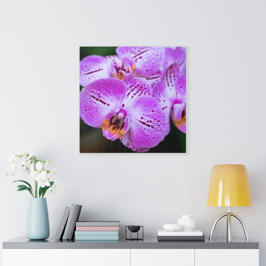 Orchid in Pink - Canvas