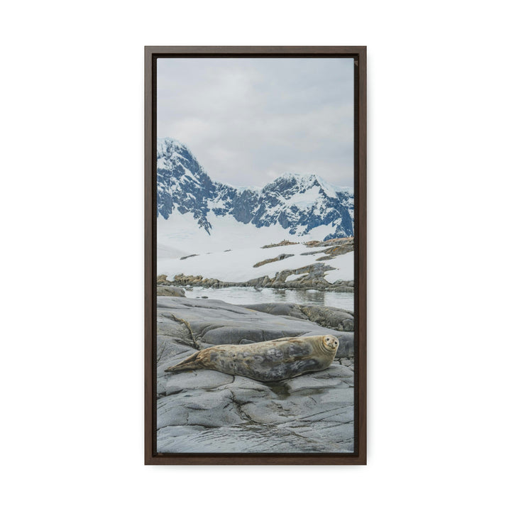 Weddell Relaxing - Canvas with Frame