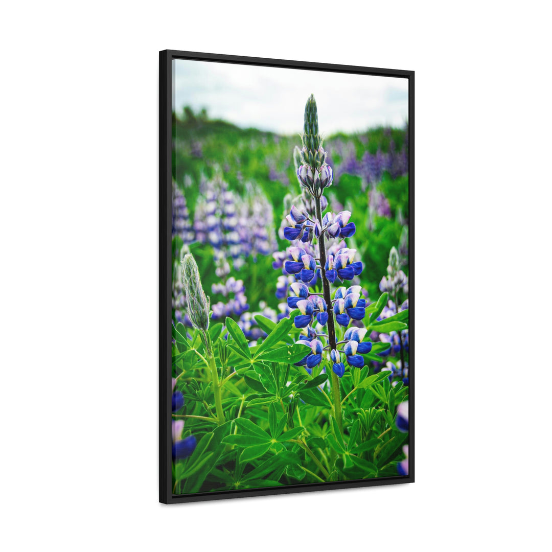 Glowing Lupin - Canvas with Frame