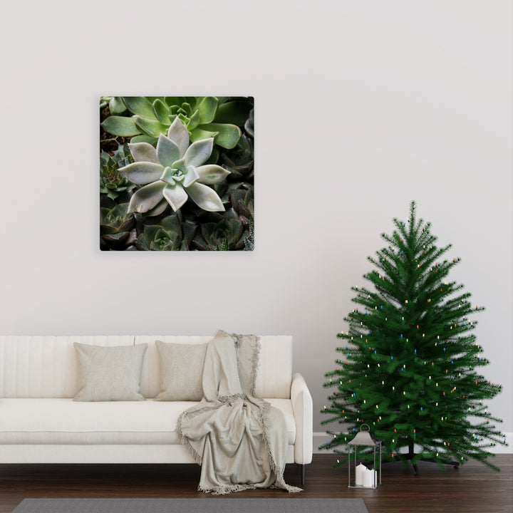 Succulent - Array - Canvas