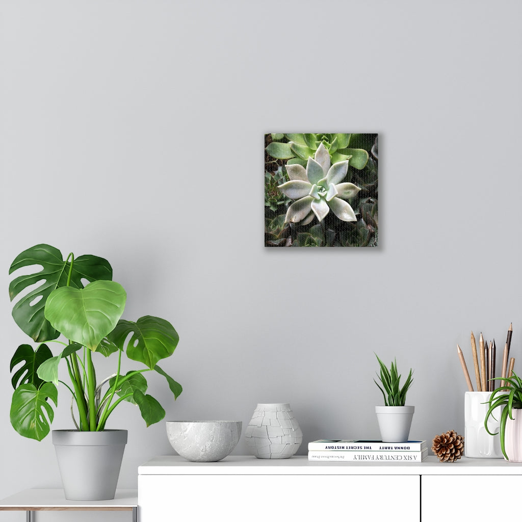 Succulent - Array - Canvas