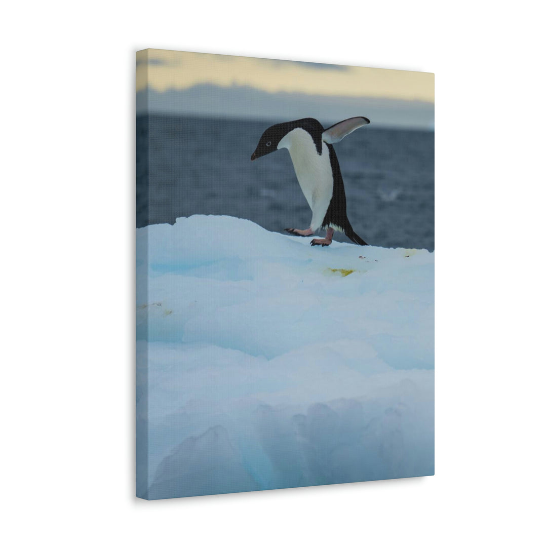 Penguin Dance - Canvas