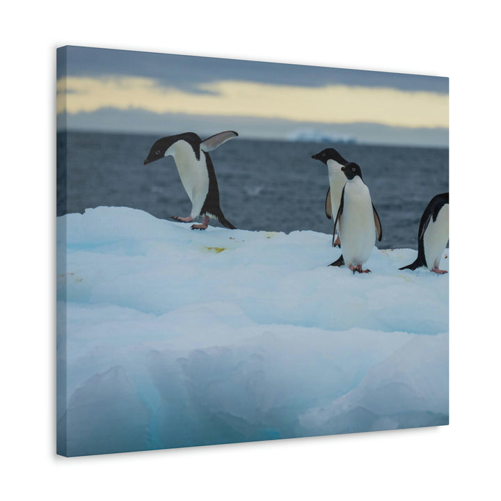 Penguin Dance - Canvas