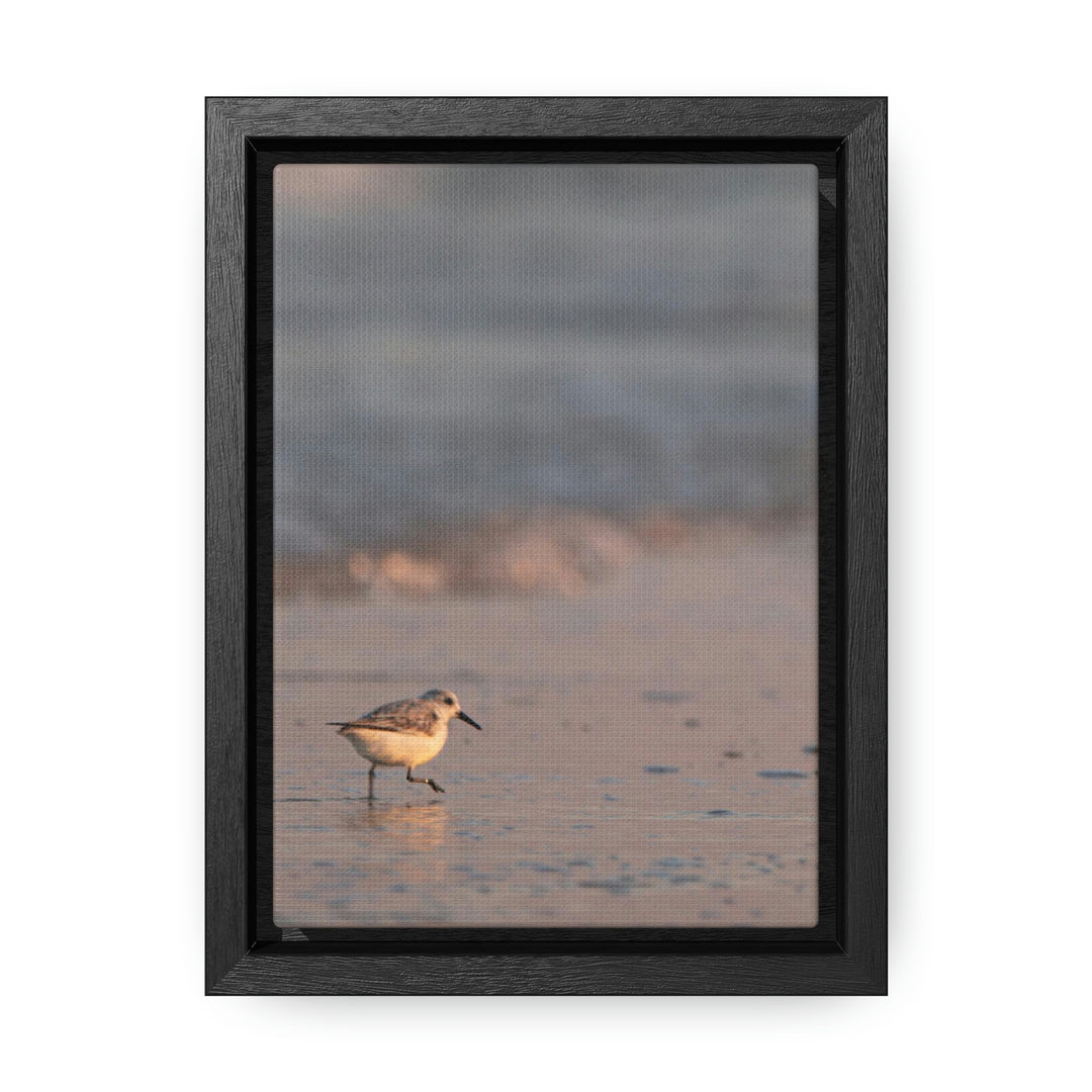 Sanderling in Soft Dusk Light - Canvas with Frame