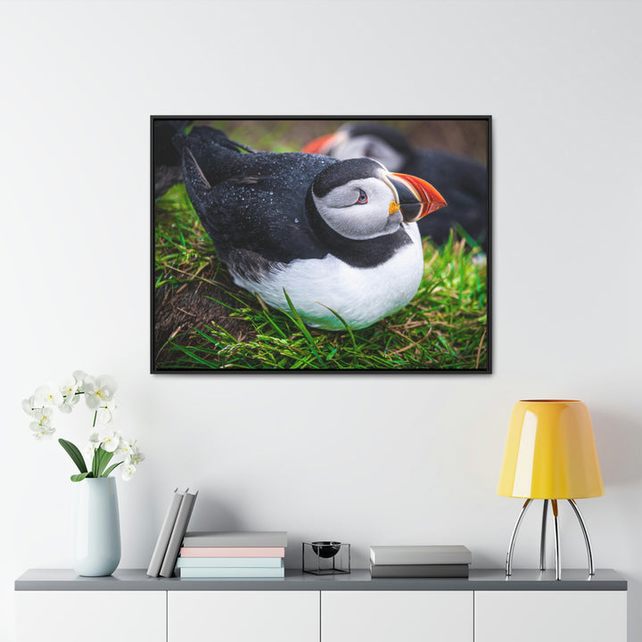 Resting Puffin - Canvas with Frame