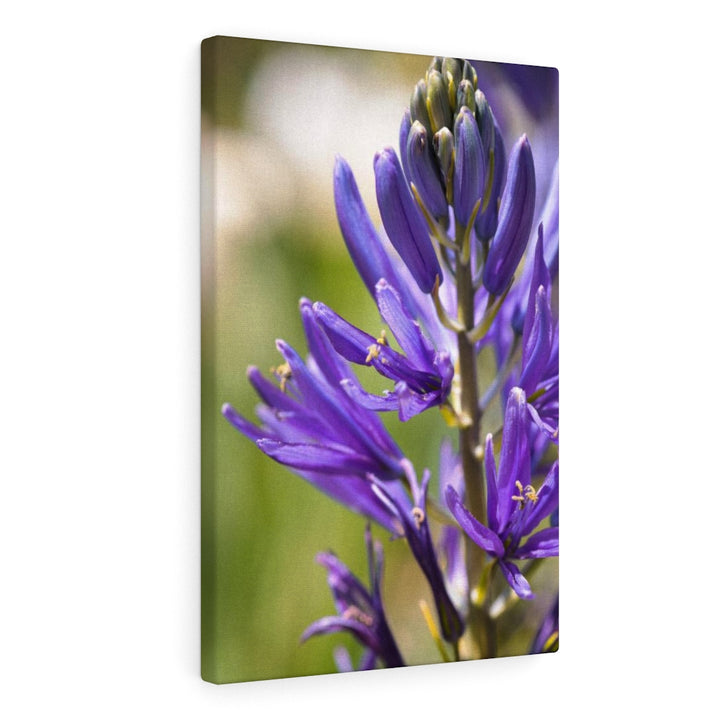 Camas in Bloom - Canvas