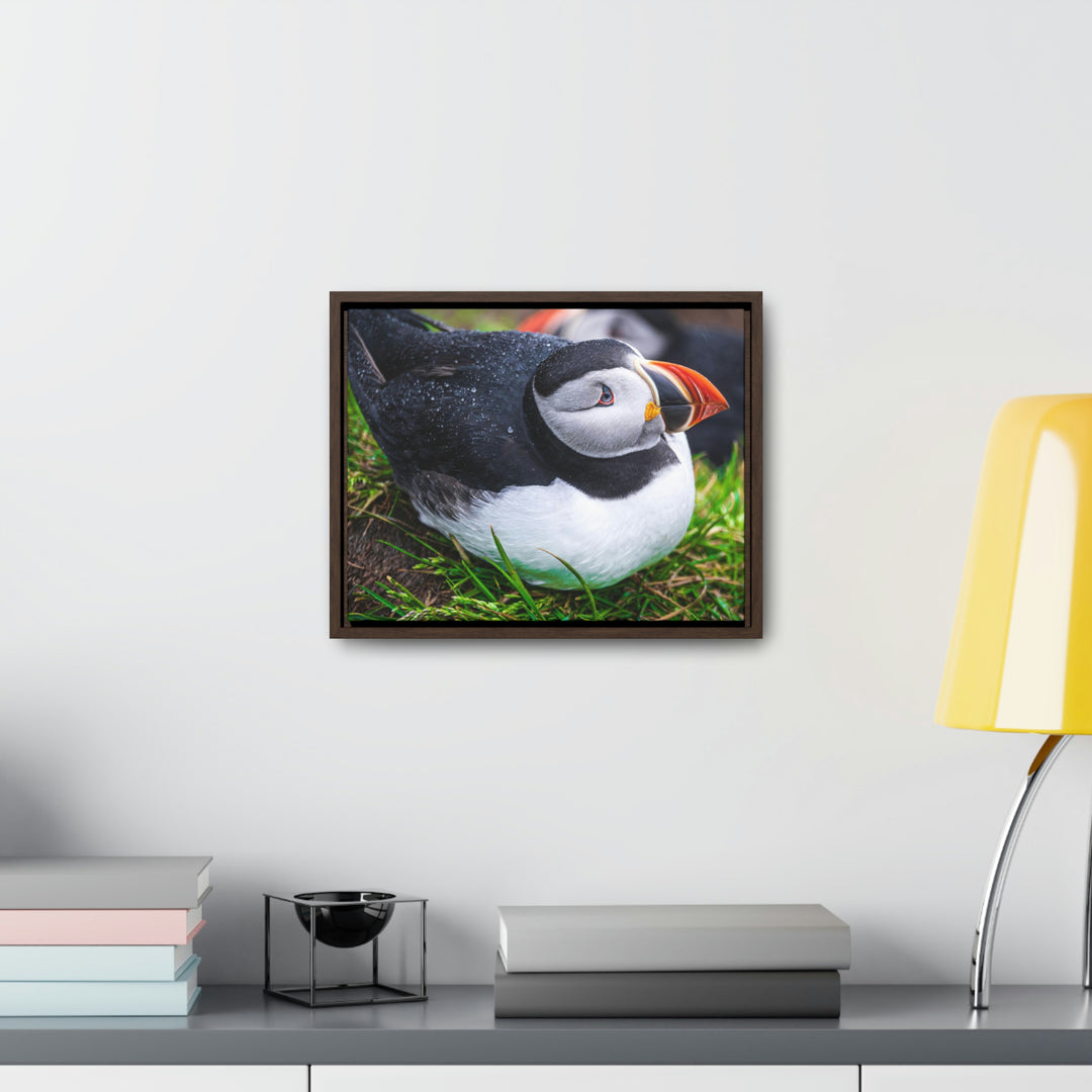 Resting Puffin - Canvas with Frame