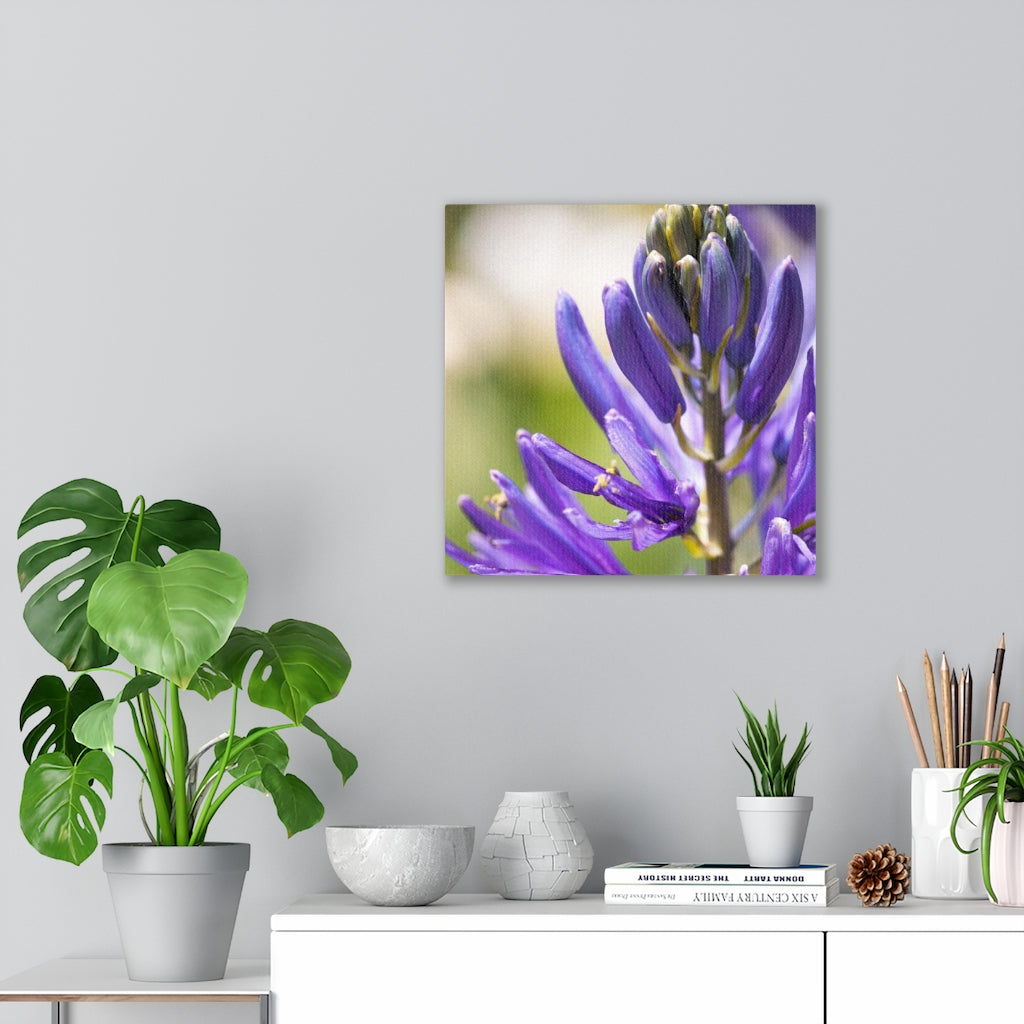 Camas in Bloom - Canvas