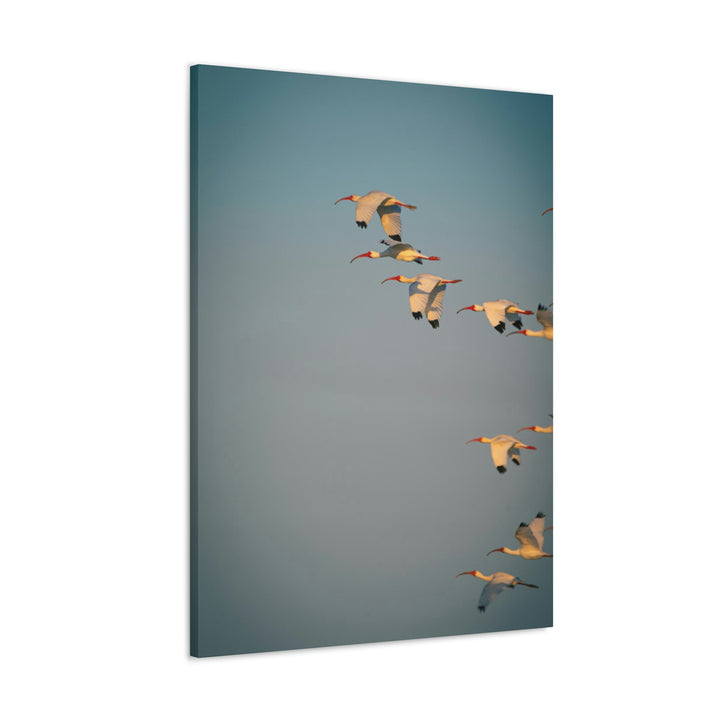 White Ibis in Flight - Canvas