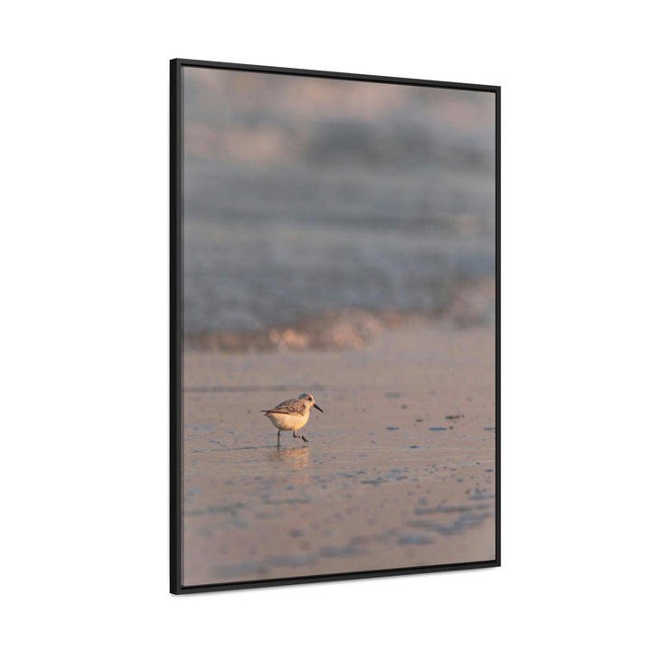 Sanderling in Soft Dusk Light - Canvas with Frame