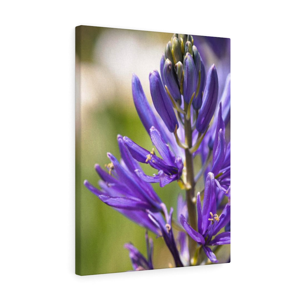 Camas in Bloom - Canvas