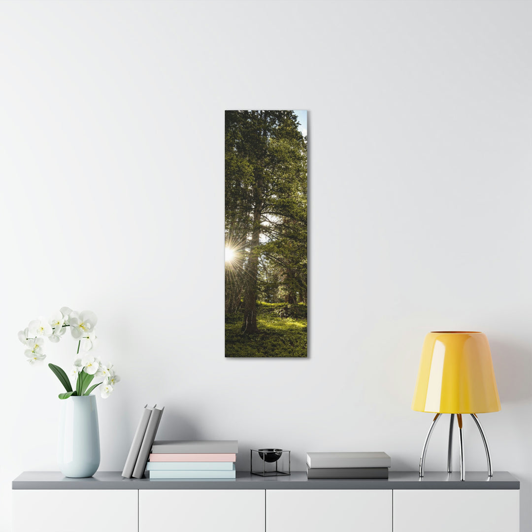 Forest Light - Canvas