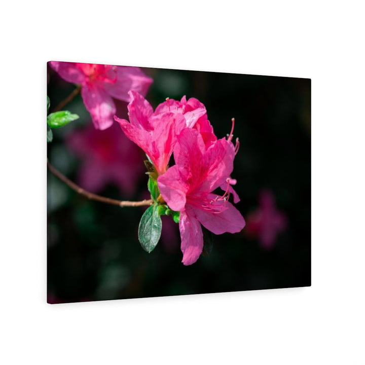 Standout Azalea - Canvas