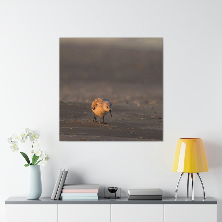 Feeding Sanderling - Canvas