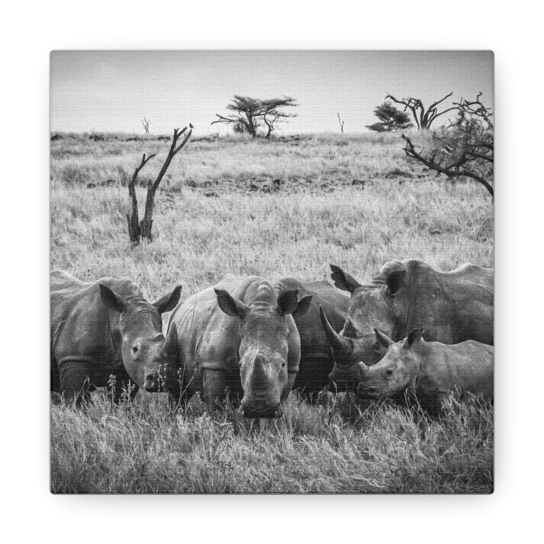 Rhino Family in Black and White - Canvas