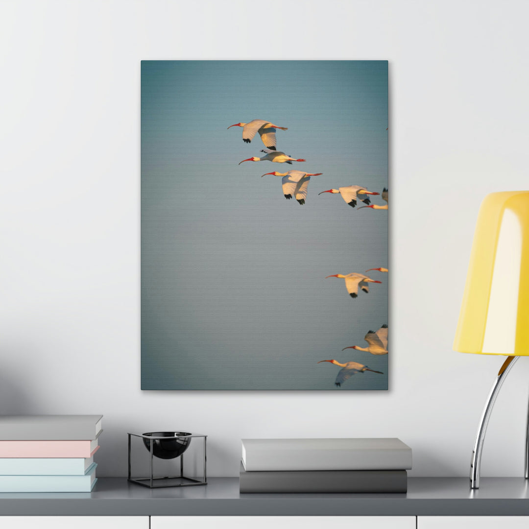 White Ibis in Flight - Canvas