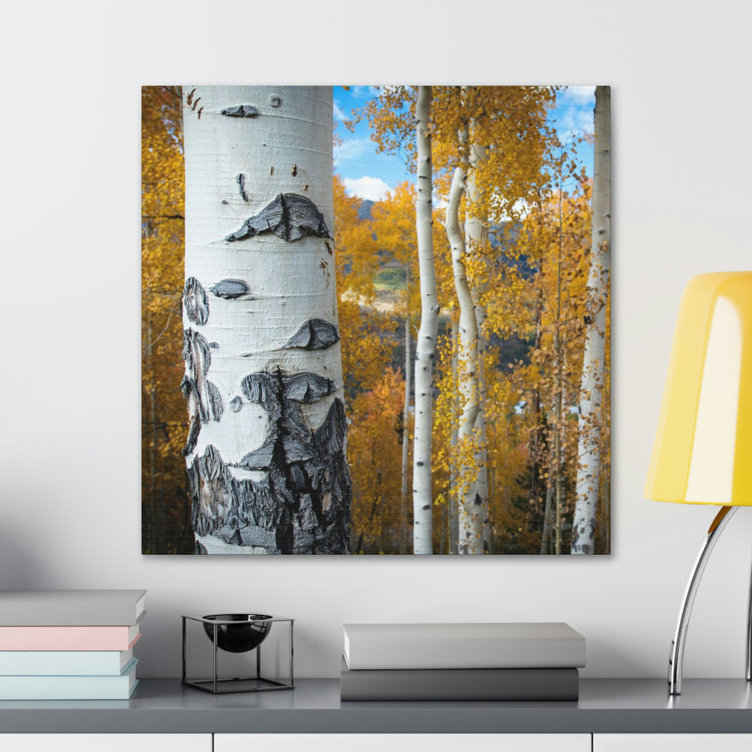 Aspens Changing - Canvas