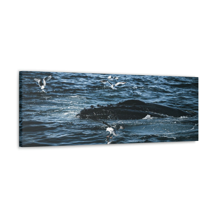 Humpback Hello - Canvas