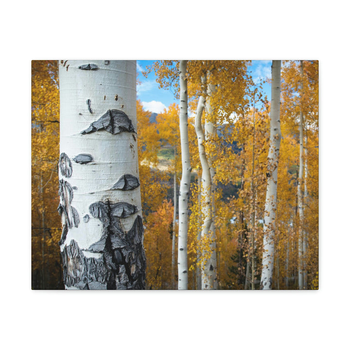 Aspens Changing - Canvas