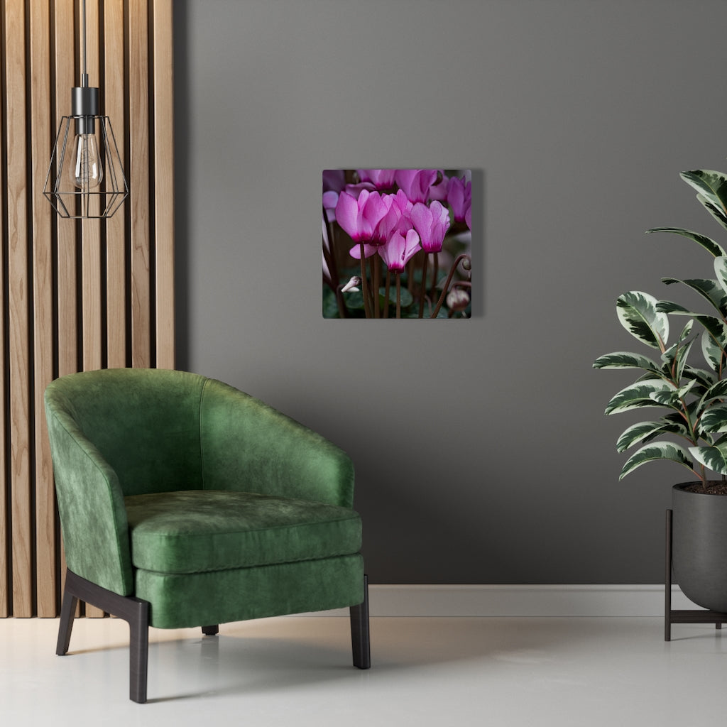 Cyclamen Reach - Canvas