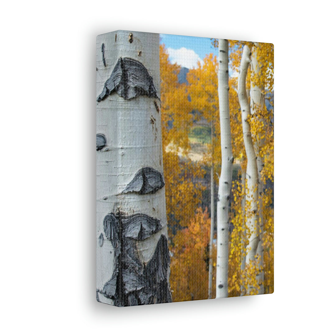 Aspens Changing - Canvas