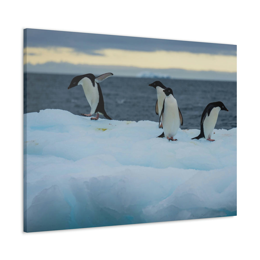 Penguin Dance - Canvas