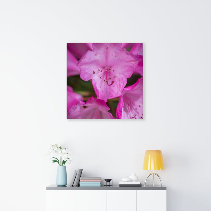 Soft Pinks - Canvas