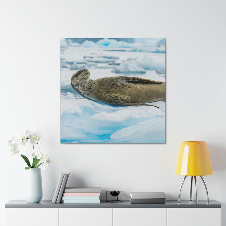 Leopard Seal Relaxing - Canvas