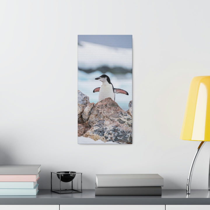 Stretched Penguin - Canvas