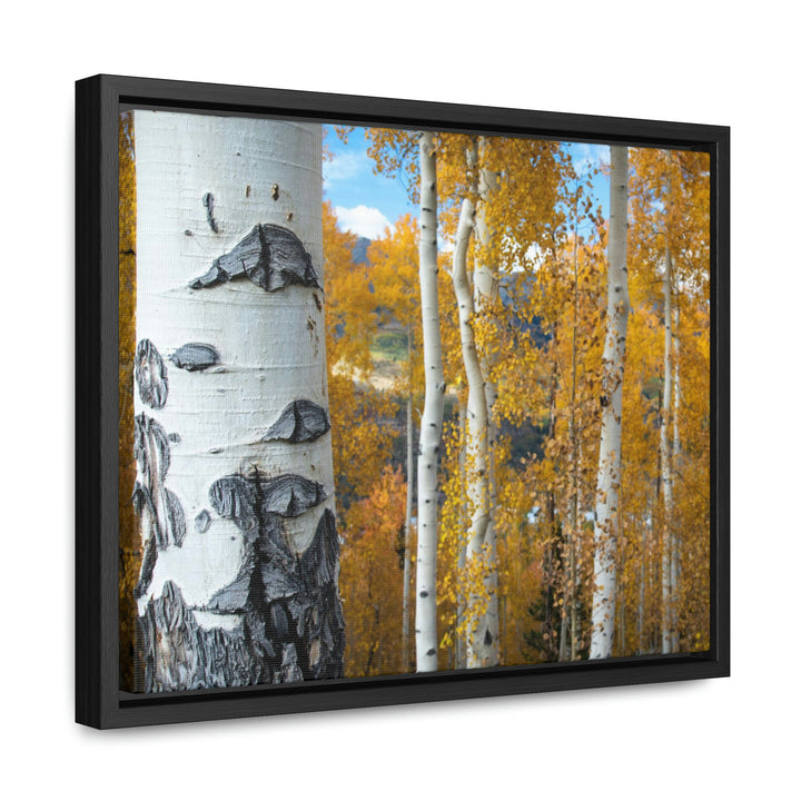 Aspens Changing - Canvas with Frame