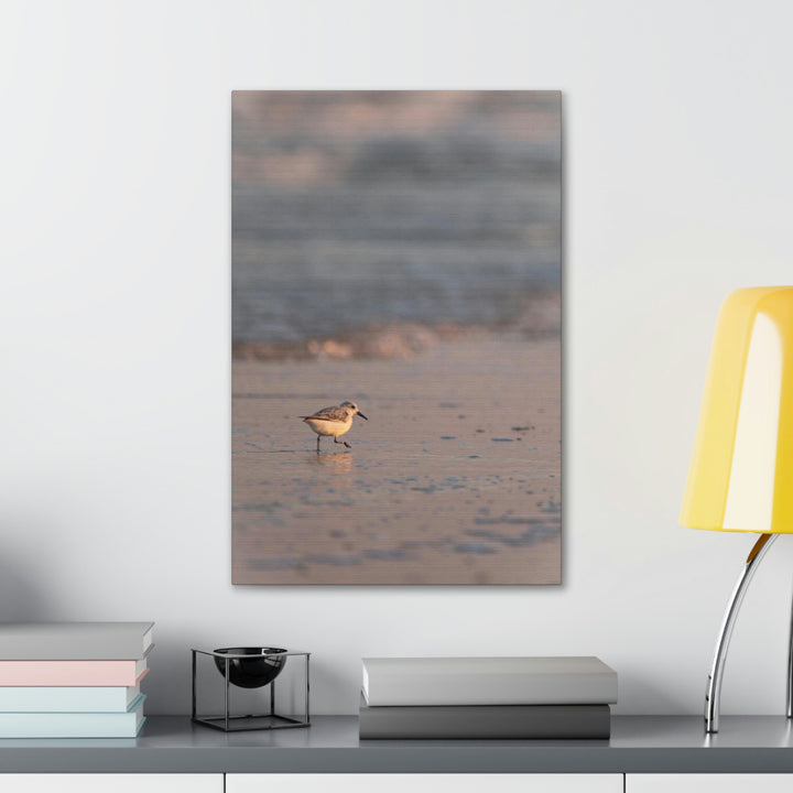 Sanderling in Soft Dusk Light - Canvas