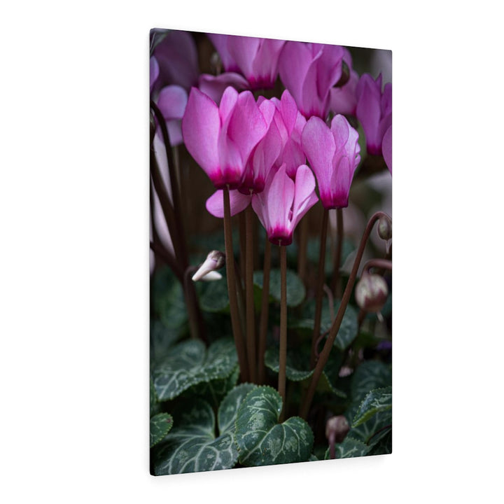 Cyclamen Reach - Canvas