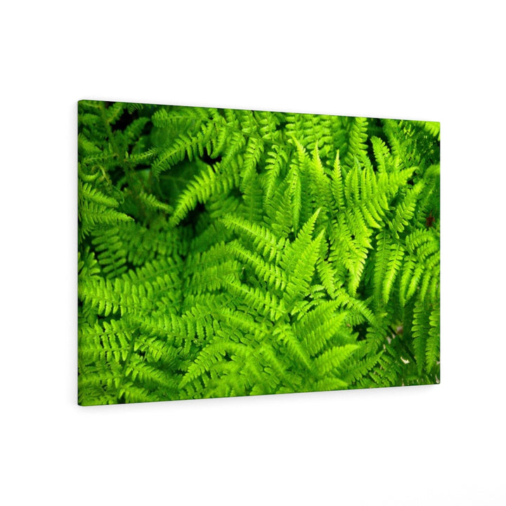 Ferns, Ferns, Ferns - Canvas