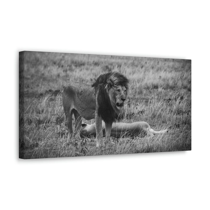 Mating Lions in Black and White - Canvas