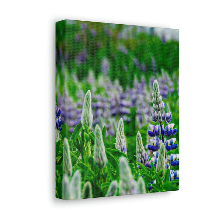 Glowing Lupin with Mountains - Canvas