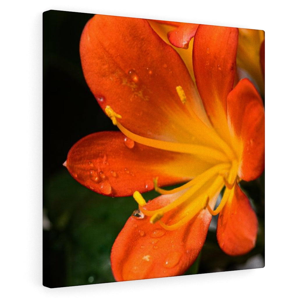 Bright Bush Lily - Canvas