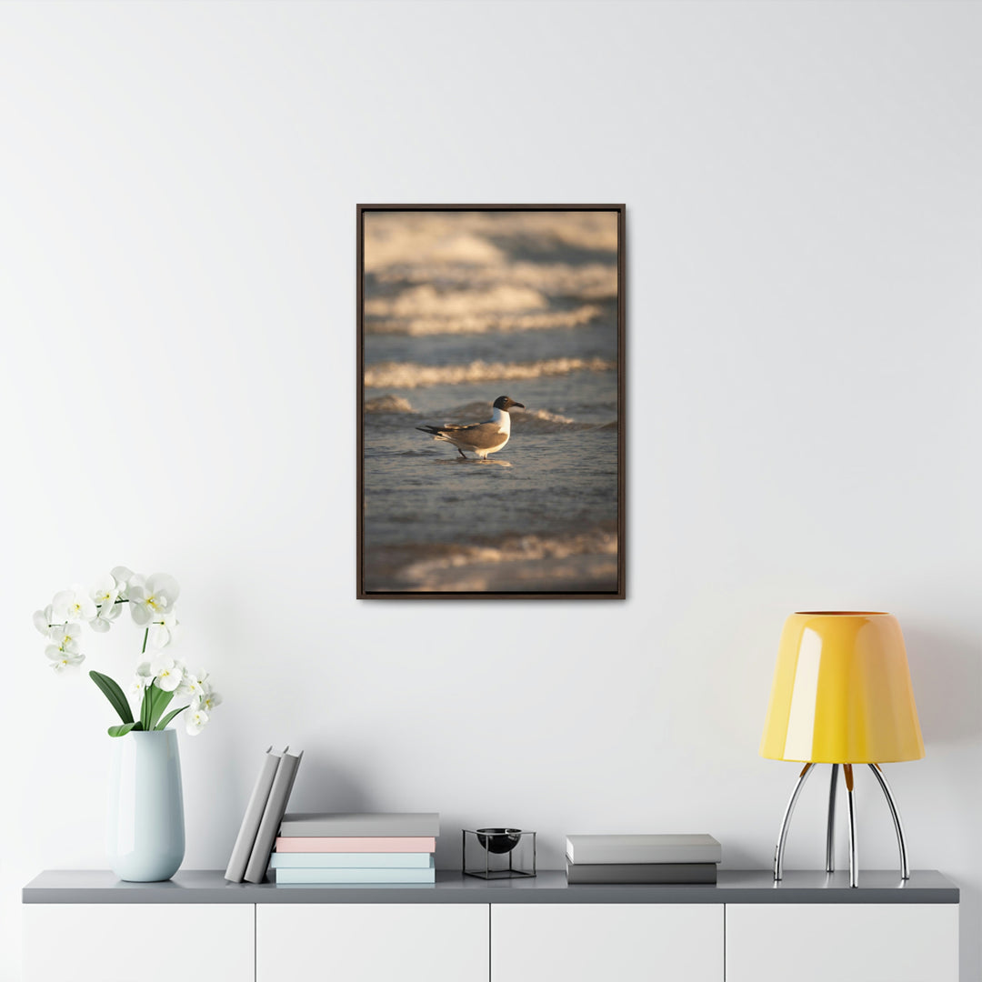 Laughing Gull in the Surf - Canvas with Frame