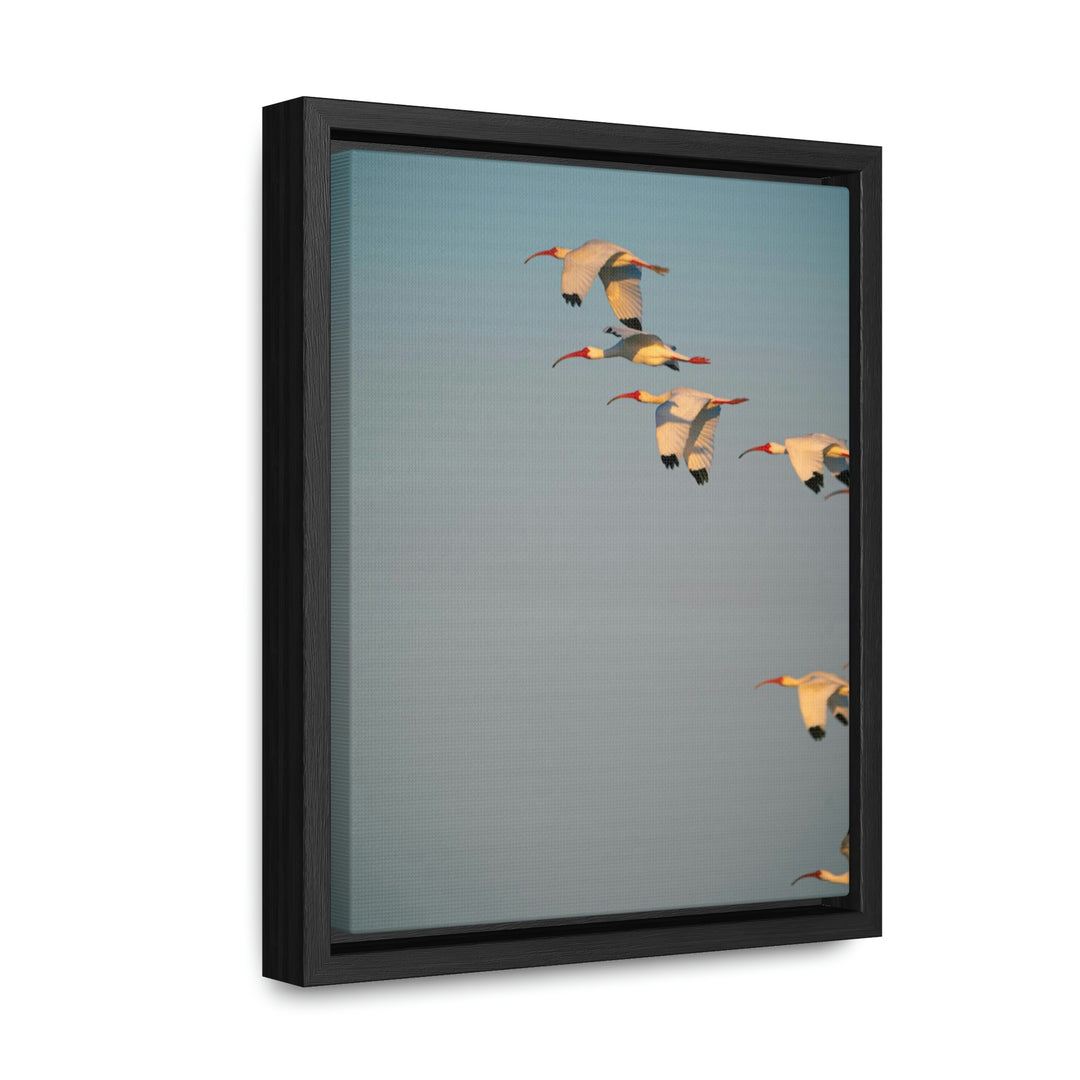 White Ibis in Flight - Canvas with Frame