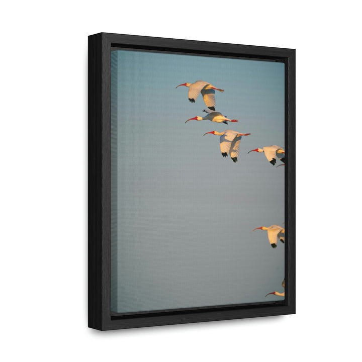 White Ibis in Flight - Canvas with Frame