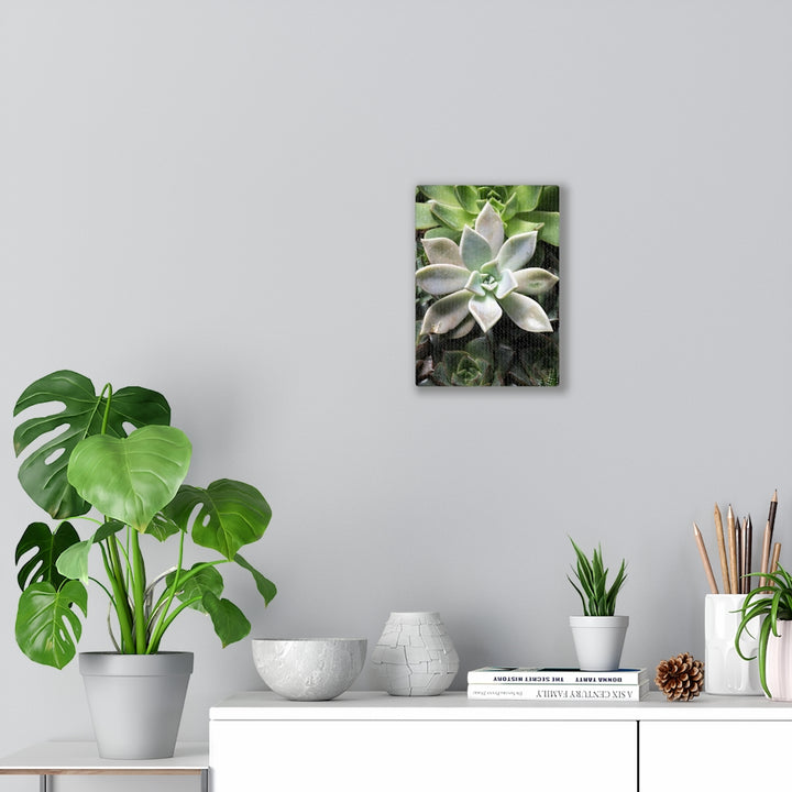 Succulent - Array - Canvas