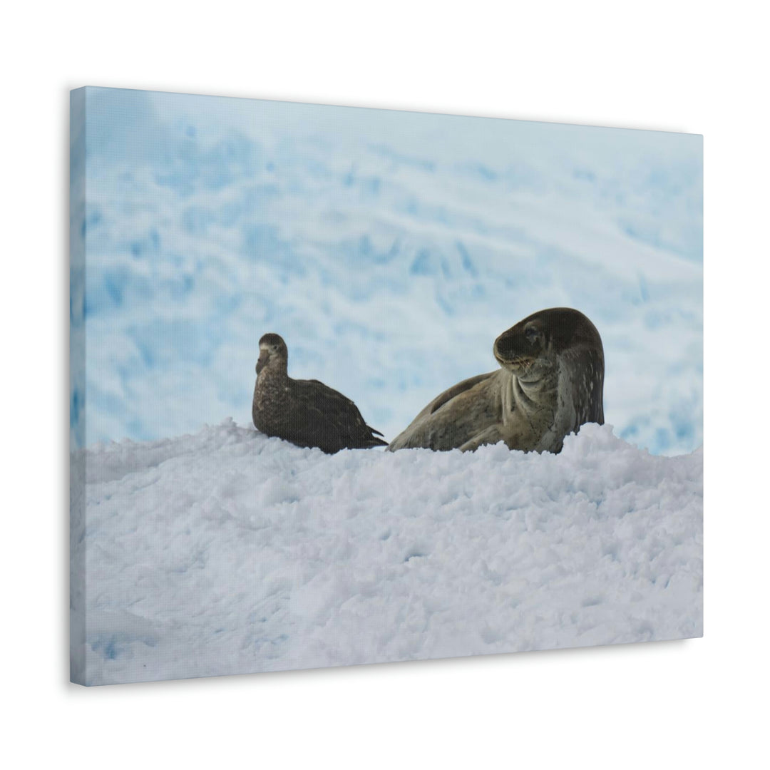 A Resting Pair - Canvas