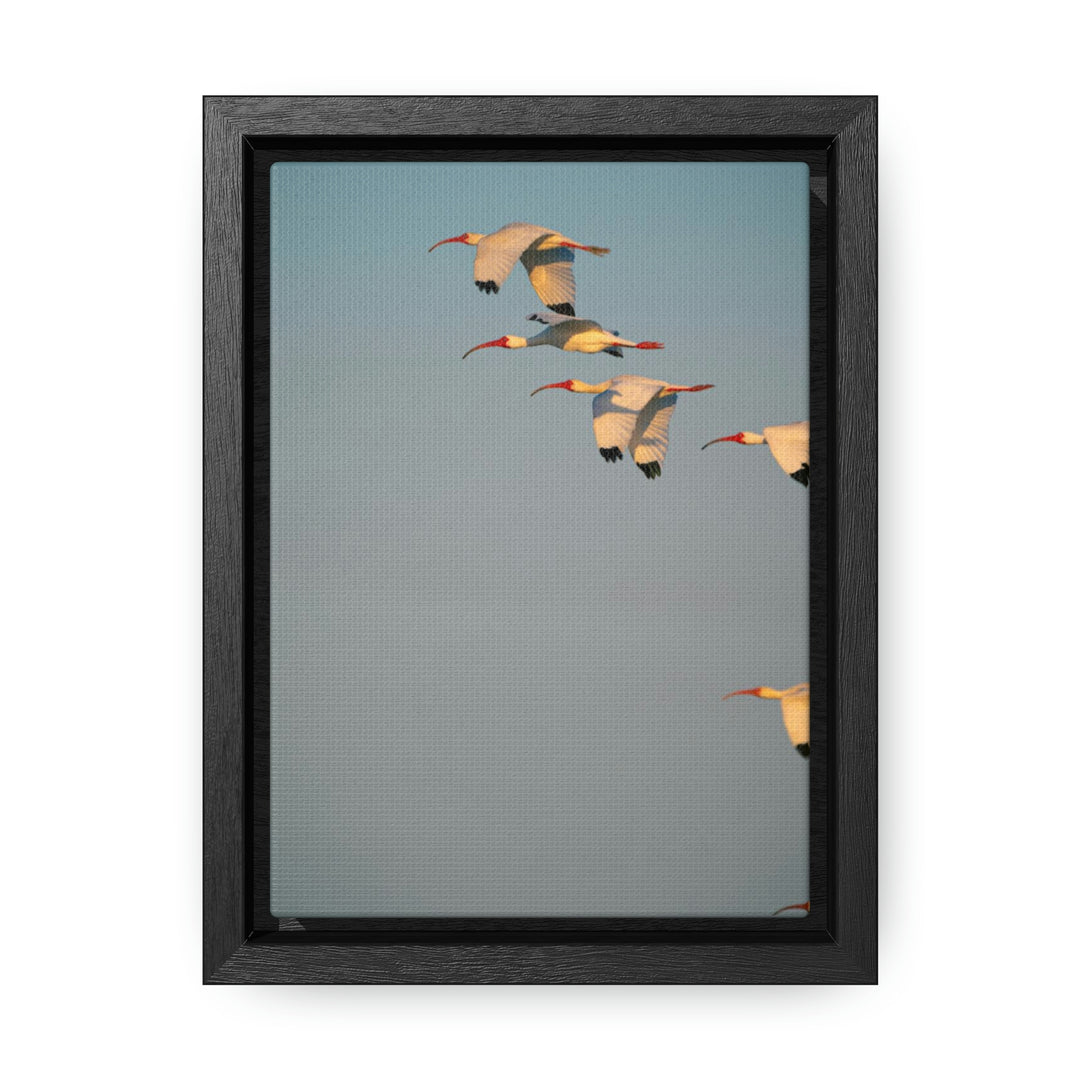 White Ibis in Flight - Canvas with Frame