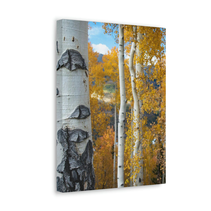 Aspens Changing - Canvas