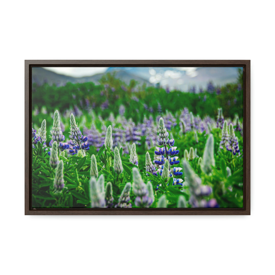 Glowing Lupin with Mountains - Canvas with Frame