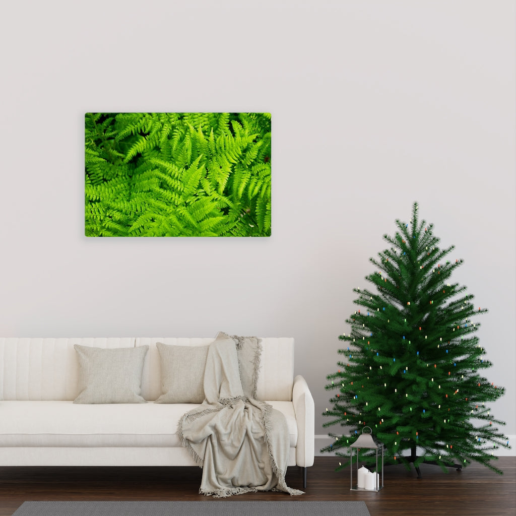 Ferns, Ferns, Ferns - Canvas