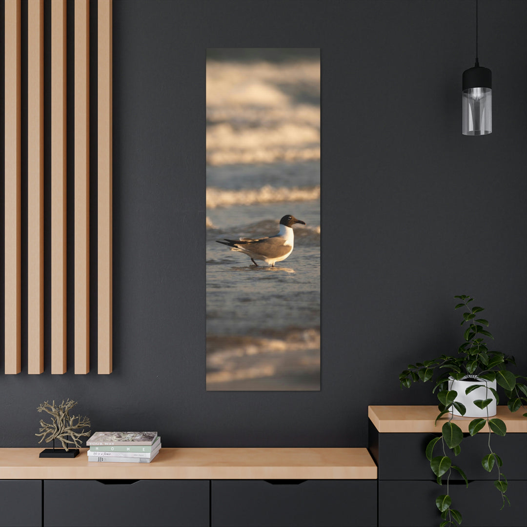 Laughing Gull in the Surf - Canvas