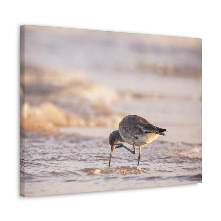 Willet Itch - Canvas