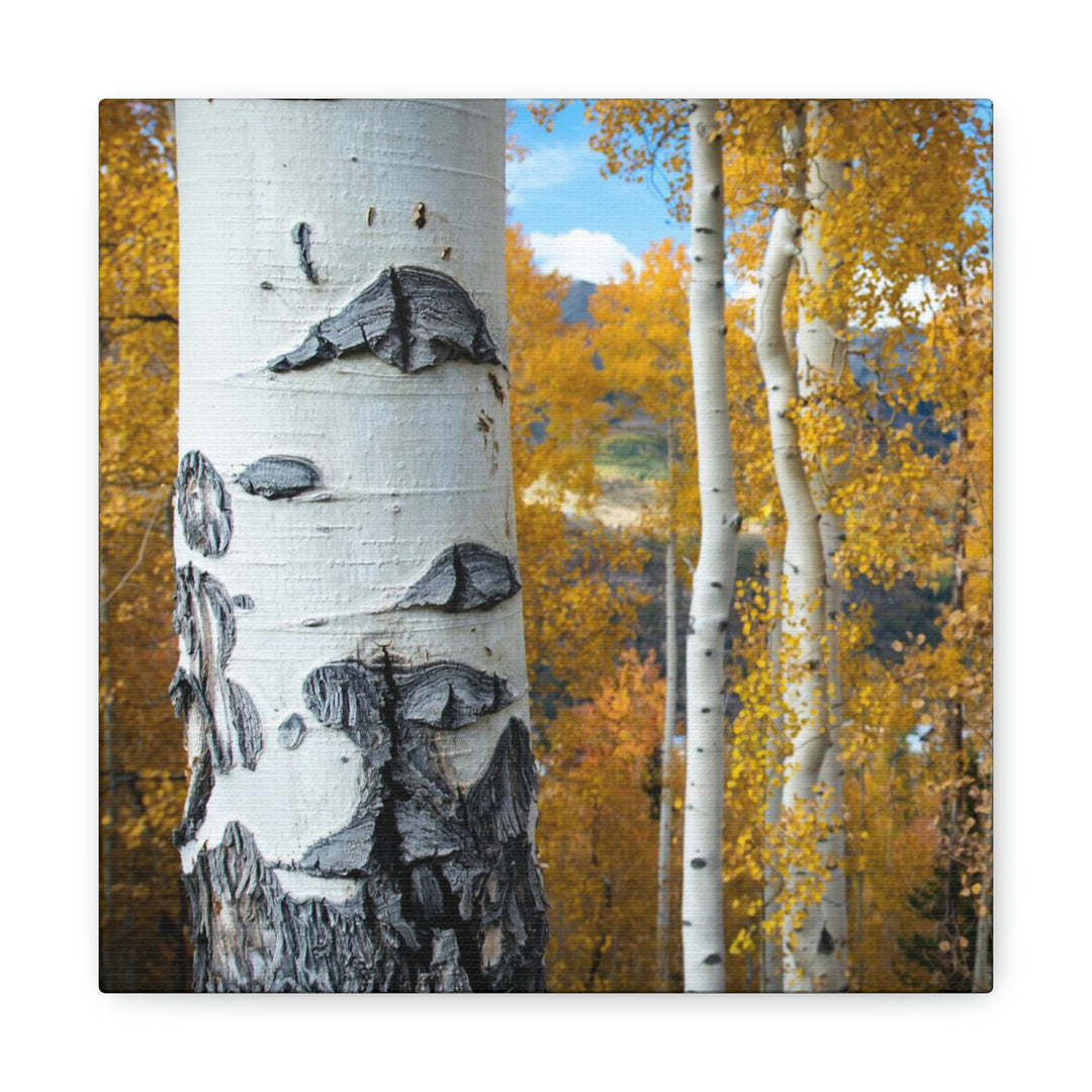 Aspens Changing - Canvas