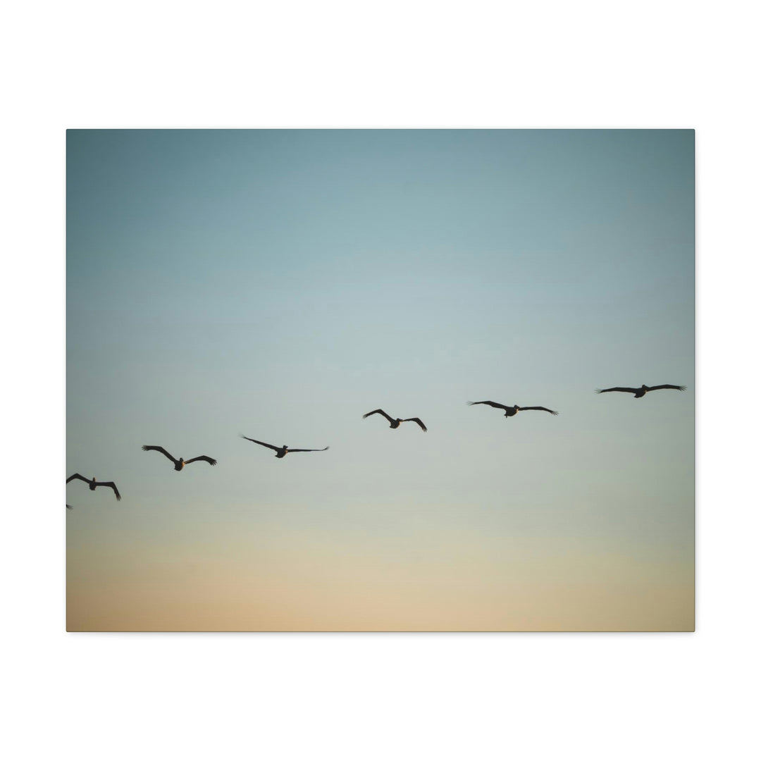 Brown Pelicans in Flight - Canvas